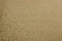 Vorschau: Satino Pissarro 52 ITC - Teppichboden Velours